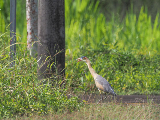Pfeifreiher, Whistling Heron - Syrigma sibilatrix