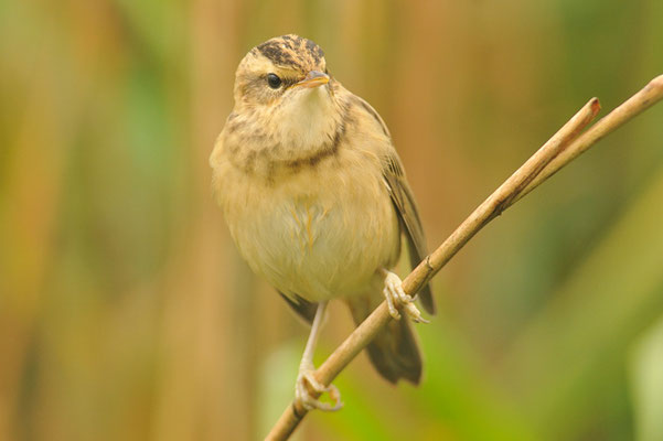 SCHILFROHRSÄNGER, SEDGE WARBLER, ACROCEPHALUS SCHOENOBAENUS