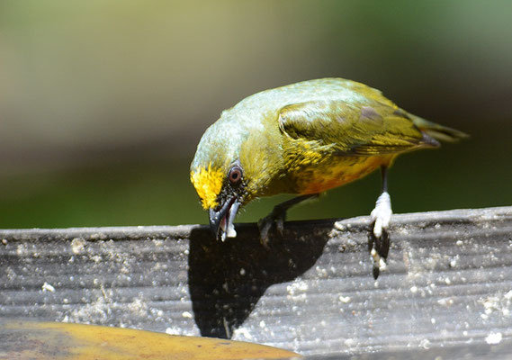 OLIVRÜCKENORGANIST, OLIVE-BACKED EUPHONIA, EUPHONIA GOULDI