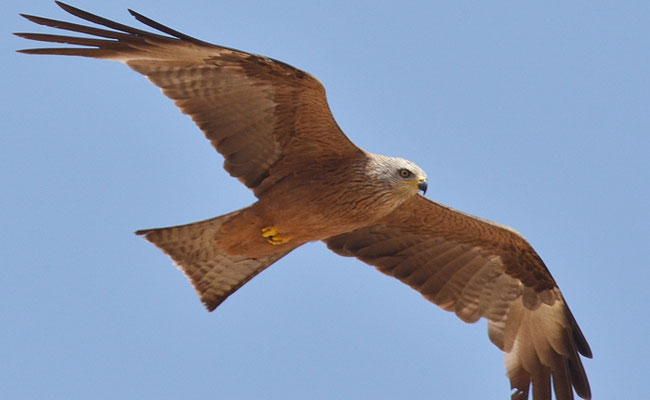 SCHWARZMILAN, BLACK KITE, MILVUS MIGRANS