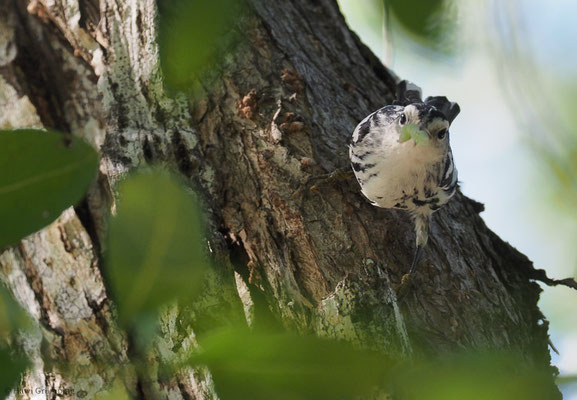 KLETTERWALDSÄNGER, BLACK-AND WHITE WARBLER, MNIOTILTA VARIA