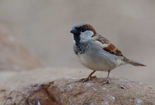 HAUSSPERLING, HOUSE SPARROW, PASSER DOMESTICUS