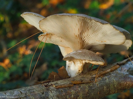 Austern-Seitling - Pleurotus ostreatus