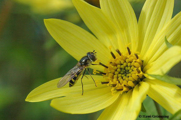 FRÜHE FRÜHLINGSSCHWEBFLIEGE, MELANGYNA LASIOPHTHALMA