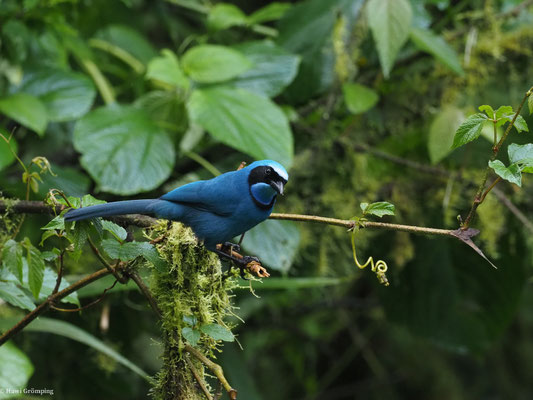 TÜRKISHÄHER, TURQUOISE JAY - CYANOLYCA TURCOSA