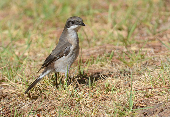 WÜRGERSCHNÄPPER, FISCAL FLYCATCHER, SIGELUS SILENS