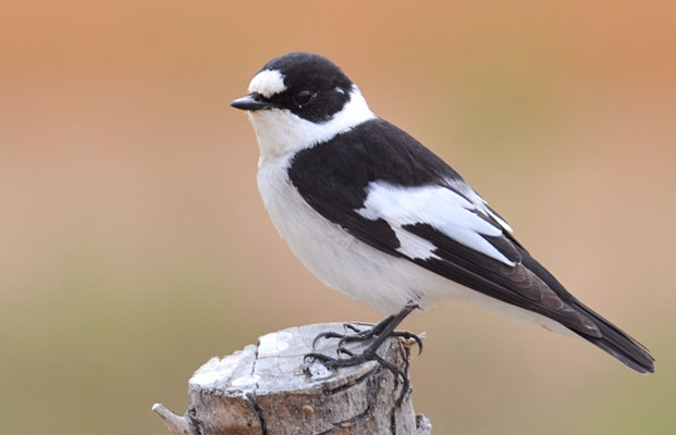 HALSBANDSCHNÄPPER, COLLARED FLYCATCHER, FICEDULA ALBICOLLIS