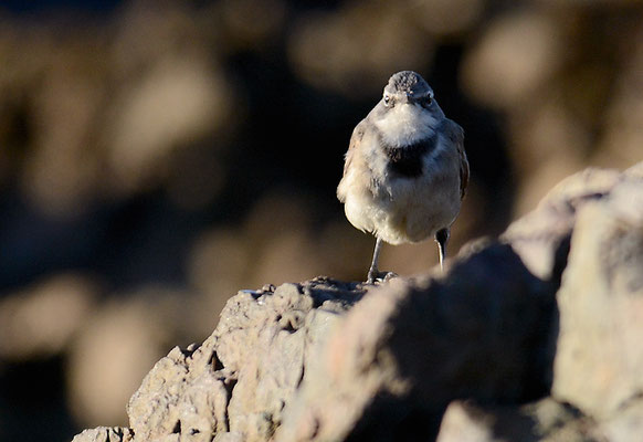 KAPSTELZE, CAPE WAGTAIL, MOTACILLA CAPENSIS