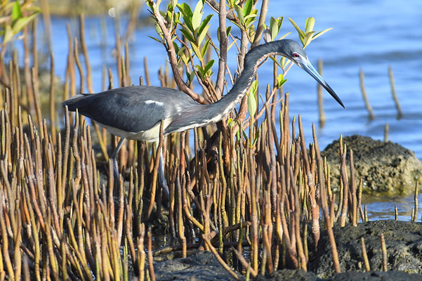 DREIFARBENREIHER TRICOLORES HERON, EGRETTA TRICOLOR