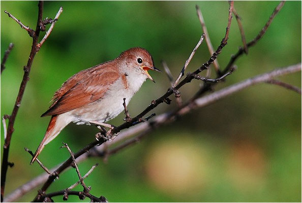 NACHTIGALL, NIGHTINGALE, LUSCINIA MEGARHYNCHOS