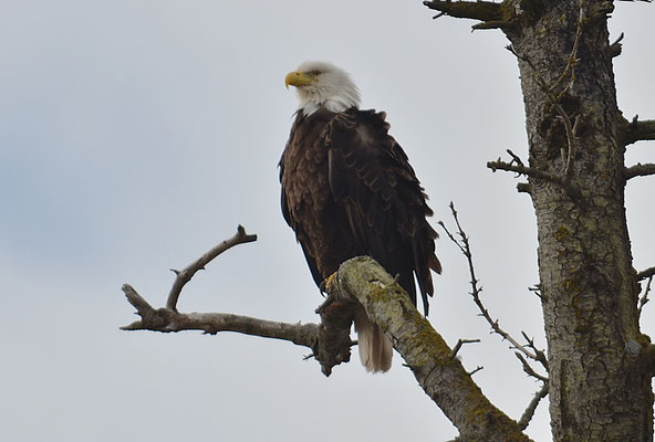 WEISSKOPFSEEADLER, BALD EAGLE,  HALIAEETUS LEUCOCEPHALUS