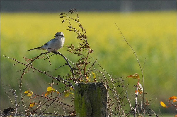RAUBWÜRGER, GREAT GREY SHRIKE, LANIUS EXCUBITOR