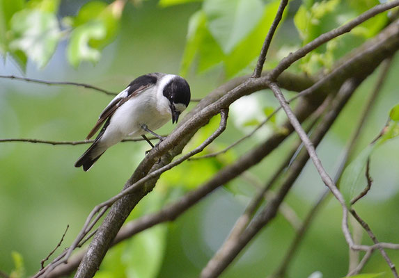 HALSBANDSCHNÄPPER, COLLARED FLYCATCHER, FICEDULA ALBICOLLIS