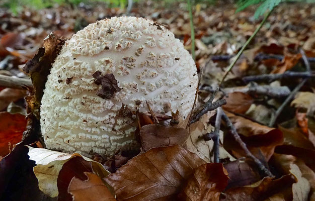 Grauer Wulstling - Amanita excelsa