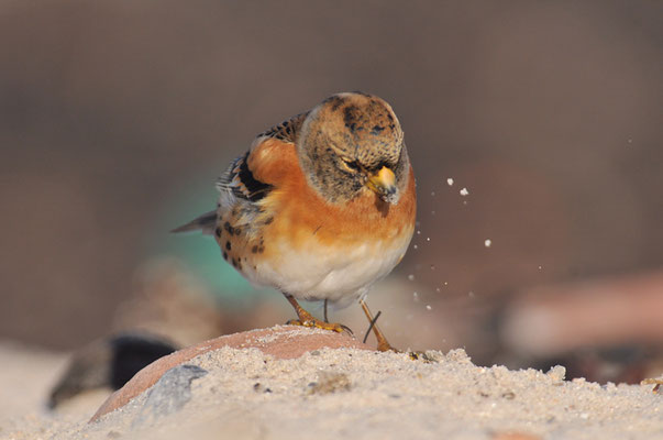 BERGFINK, BRAMBLING, FRINGILLA MONTIFRINGILLA