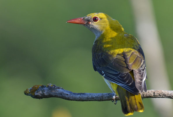 PIROL, GOLDEN ORIOLE, ORIOLUS ORIOLUS