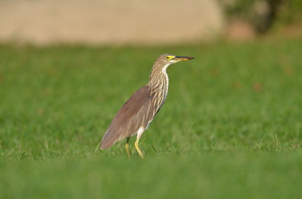 BACCHUSREIHER, CHINESE POND HERON, ARDEOLA BACCHUS