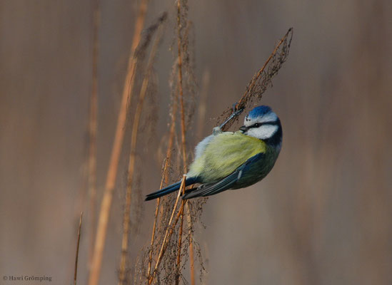 BLAUMEISE, BLUE TIT, CYANISTES CAERULEUS