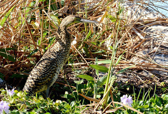 NACKTKEHLREIHER, BARE-THROATED TIGER-HERON, TIGRISOMA MEXICANUM