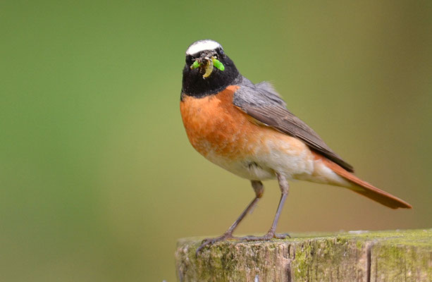 GARTENROTSCHWANZ, COMMON REDSTART, PHOENICURUS PHOENICURUS