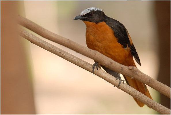 SCHUPPENKOPFRÖTEL, WHITE-CROWNED ROBIN-CHAT, COSSYPHA ALBICAPILLA