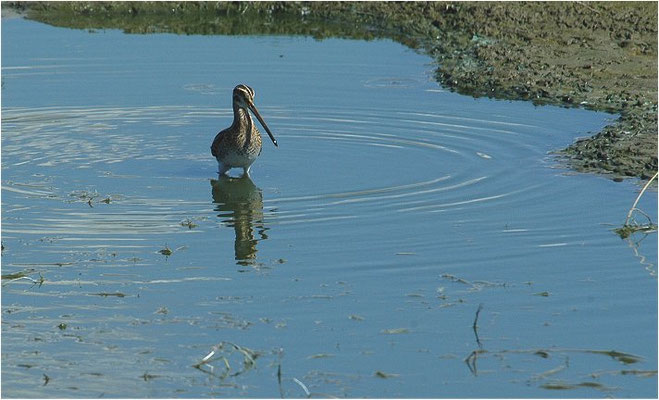 BEKASSINE, COMMON SNIPE, GALLINAGO GALLINAGO