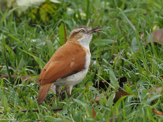 WEISSBAUCHTÖPFER, PACIFIC HORNERO - FURNARIUS CINNAMOMEUS