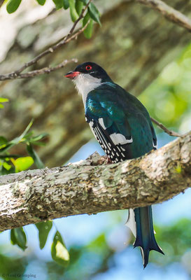 KUBA-TROGON, CUBAN TROGON, PRIOTELUS TEMNURUS