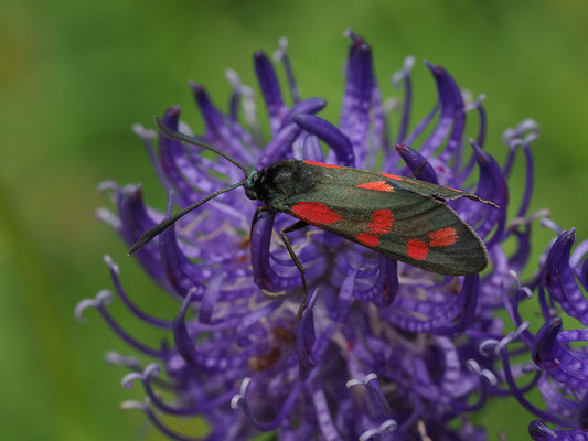Sechsfleck-Widderchen - Zygaena filipendulae