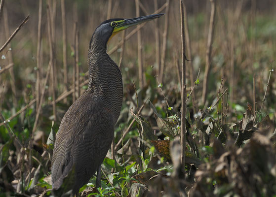 NACKTKEHLREIHER, BARE-THROATED TIGER-HERON, TIGRISOMA MEXICANUM