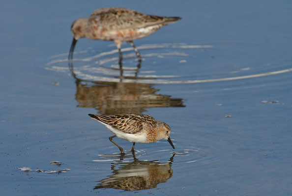 ZWERGSTRANDLÄUFER, LITTLE STINT, CALIDRIS MINUTA