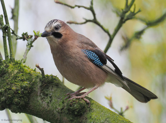 EICHELHÄHER, JAY, GARRULUS GLANDARIUS