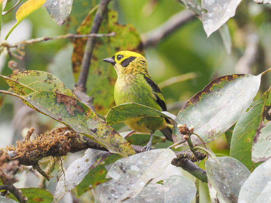 Smaragdtangare, Emerald Tanager - Tangara florida