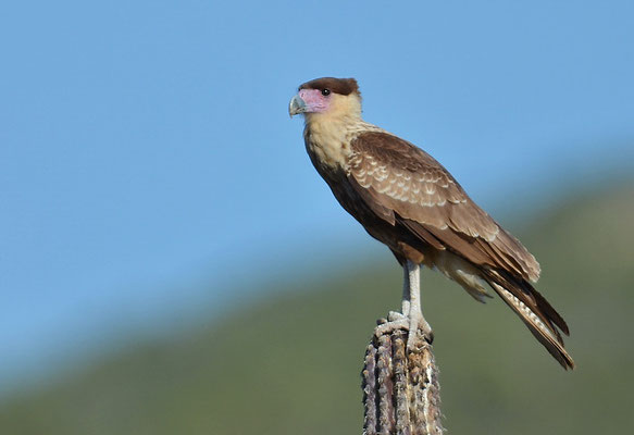 KARIBIKKARAKARA, CRESTED CARACARA, CARACARA CHERIWAY