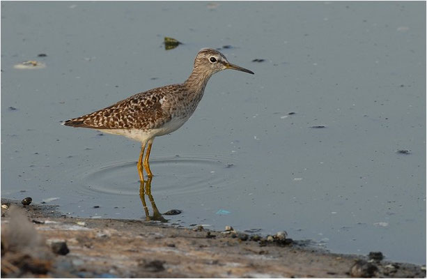 BRUCHWASSERLÄUFER, WOOD SANDPIPER, TRINGA GLAREOLA