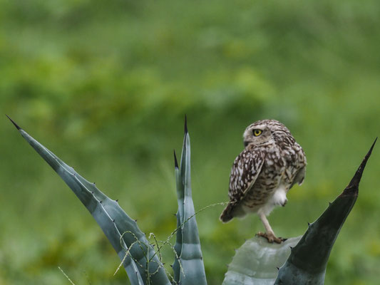 KANINCHENEULE, BURROWING OWL - ATHENE CUNICULARIA