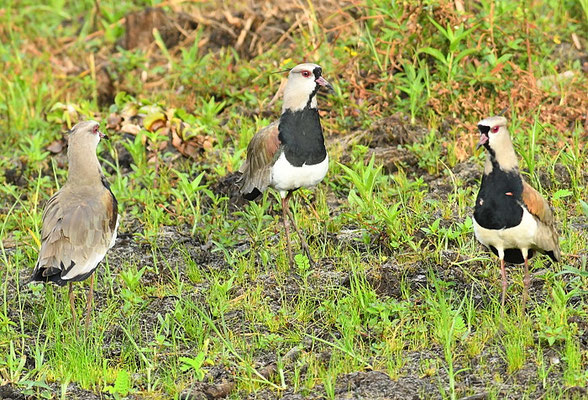 BRONZEKIEBITZ, SOUTHERN LAPWING, VANELLUS CHILENSIS