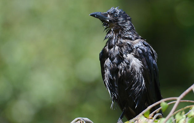 Amerikanerkrähe, American crow, Corvus brachyrhynchos