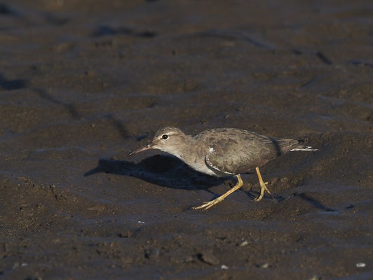 DROSSELUFERLÄUFER, SPOTTED SANDPIPER, ACTITIS MACULARIUS