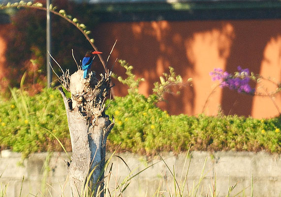 JAVALIEST, JAVAN KINGFISHER, HALYCON CYANOVENTRIS