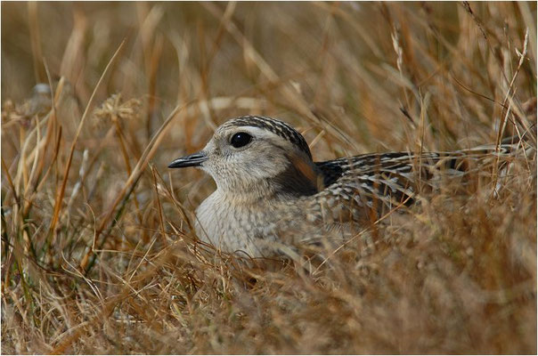 MORNELLREGENPFEIFER, DOTTEREL, CHARADRIUS MORINELLUS