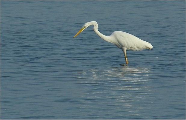 SILBERREIHER, GREAT EGRET, EGRETTA ALBA