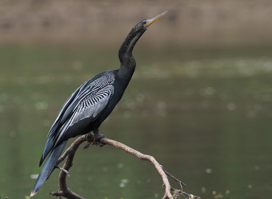 AMERIKANISCHER SCHLANGENHALSVOGEL, ANHINGA, ANHINGA ANHINGA