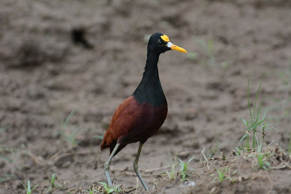 GELBSTIRNBLATTHUHN , NORTHERN JACANA, JACANA SPINOSA