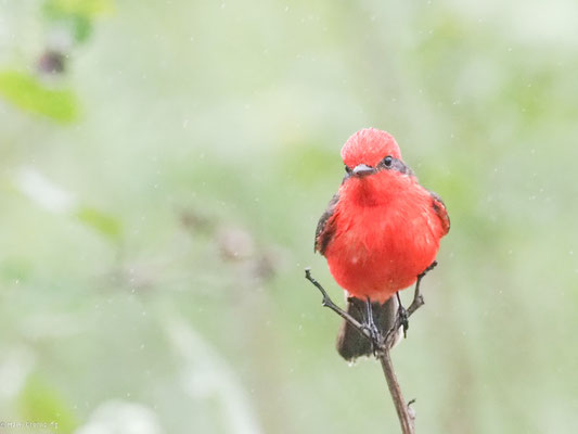 RUBINTYRANN, VERMILION FLYCATCHER - PYROCEPHALUS RUBINUS