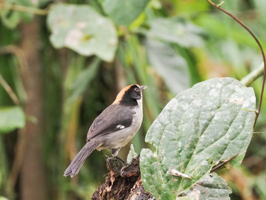 Spiegelbuschammer, White-winged Brush-Finch - Atlapetes leucopterus