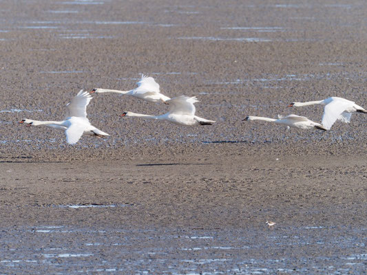 Höckerschwäne fliegen über das Wattenmeer.