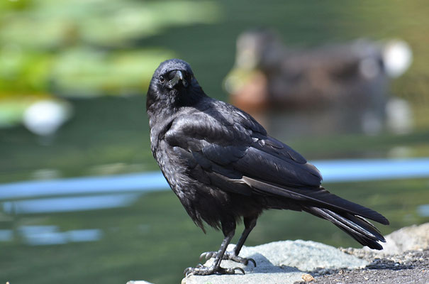 Amerikanerkrähe, American crow, Corvus brachyrhynchos