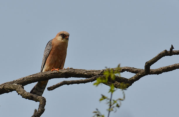 ROTFUSSFALKE, RED-FOOTED FALCON, FALCO VESPERTINUS