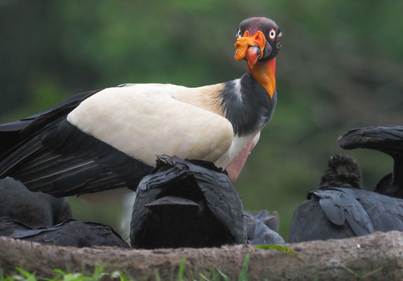 KÖNIGSGEIER, KING VULTURE, SARCORAMPHUS PAPA